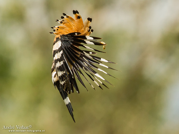 Hop / Hoopoe - Tiszagyenda