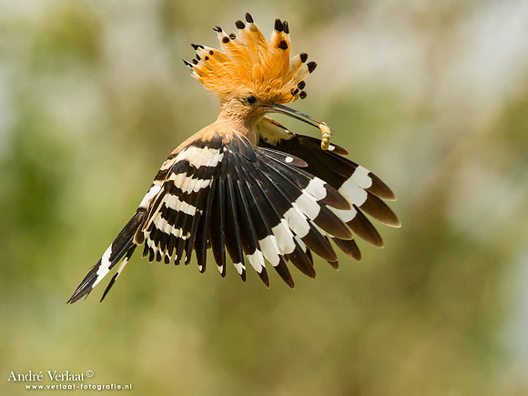 Hop / Hoopoe - Tiszagyenda