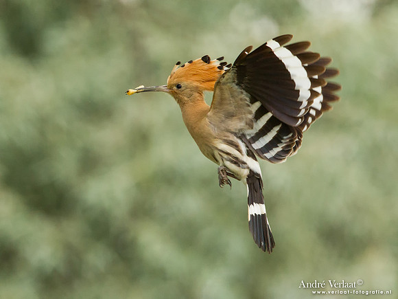 Hop / Hoopoe - Tiszagyenda