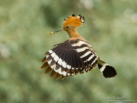 Hop / Hoopoe - Tiszagyenda