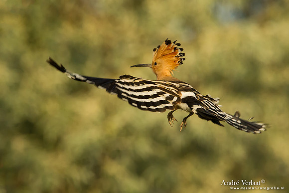 Hop / Hoopoe - Tiszagyenda