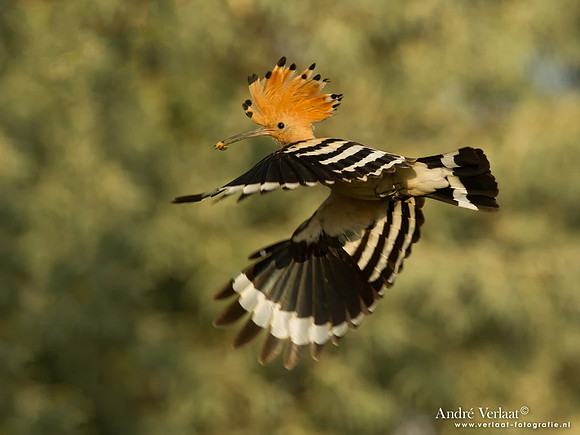 Hop / Hoopoe - Tiszagyenda
