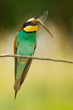 Bijeneter / Bee-eater - Tiszagyenda