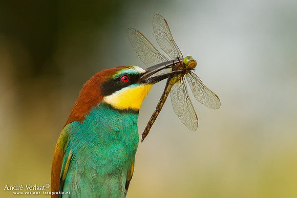 Bijeneter / Bee-eater - Tiszagyenda