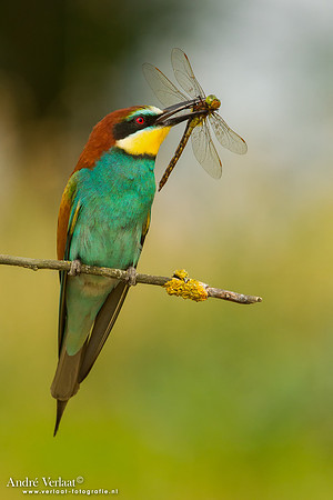Bijeneter / Bee-eater - Tiszagyenda
