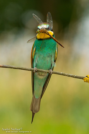 Bijeneter / Bee-eater - Tiszagyenda