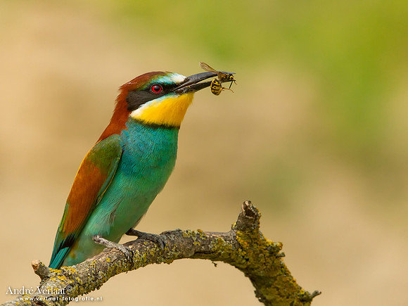 Bijeneter / Bee-eater - Tiszagyenda