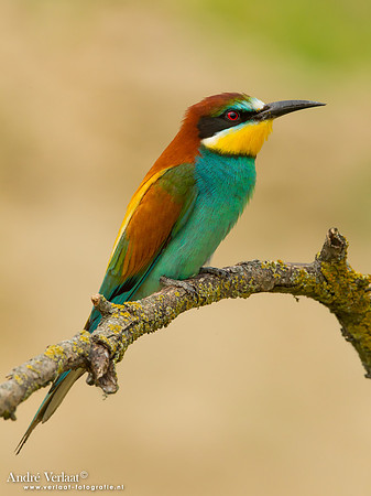 Bijeneter / Bee-eater - Tiszagyenda