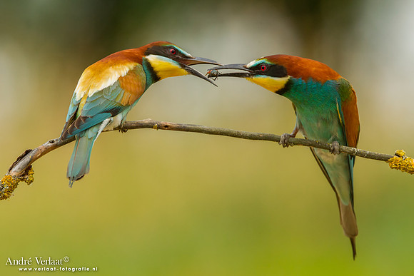 Bijeneter / Bee-eater - Tiszagyenda