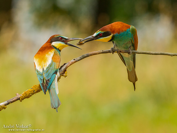 Bijeneter / Bee-eater - Tiszagyenda