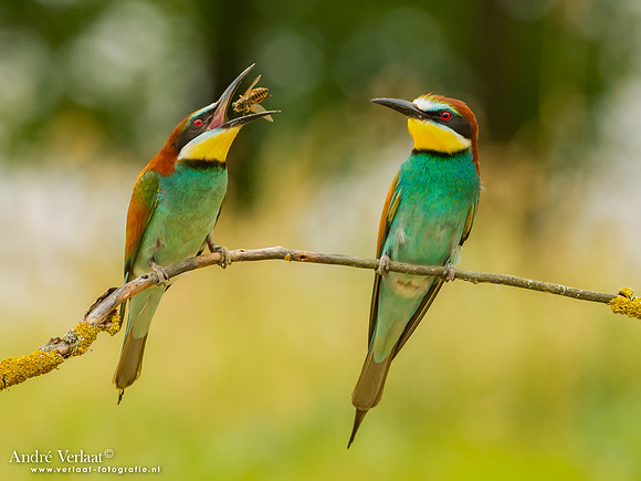 Bijeneter / Bee-eater - Tiszagyenda