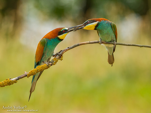 Bijeneter / Bee-eater - Tiszagyenda