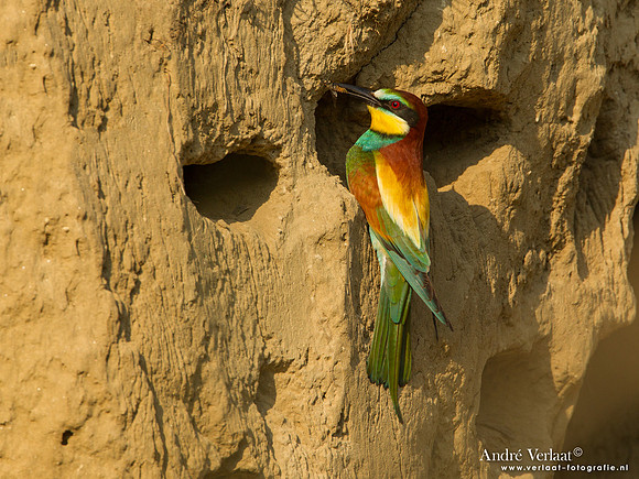 Bijeneter / Bee-eater - Tiszagyenda