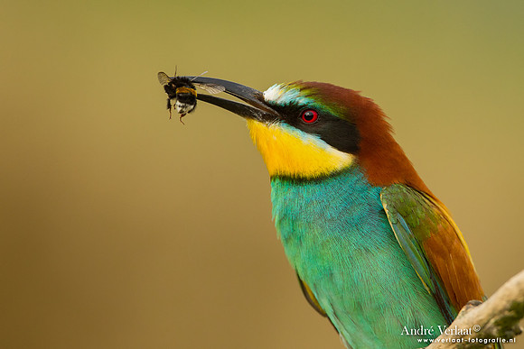 Bijeneter / Bee-eater - Tiszagyenda