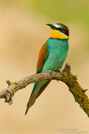 Bijeneter / Bee-eater - Tiszagyenda