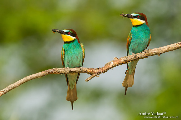 Bijeneter / Bee-eater - Tiszagyenda