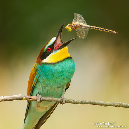Bijeneter / Bee-eater - Tiszagyenda