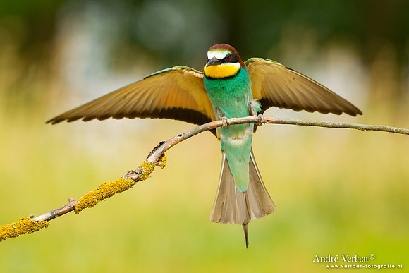 Bijeneter / Bee-eater - Tiszagyenda