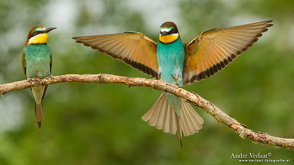Bijeneter / Bee-eater - Tiszagyenda