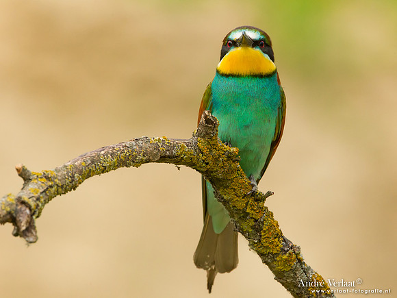 Bijeneter / Bee-eater - Tiszagyenda