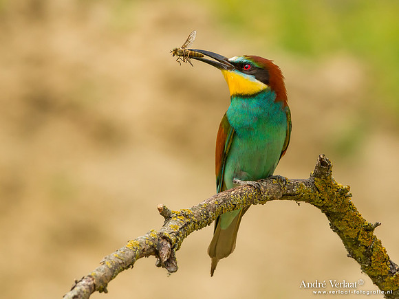 Bijeneter / Bee-eater - Tiszagyenda