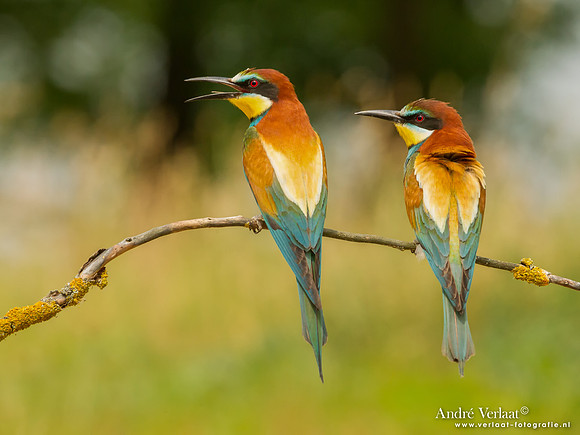 Bijeneter / Bee-eater - Tiszagyenda