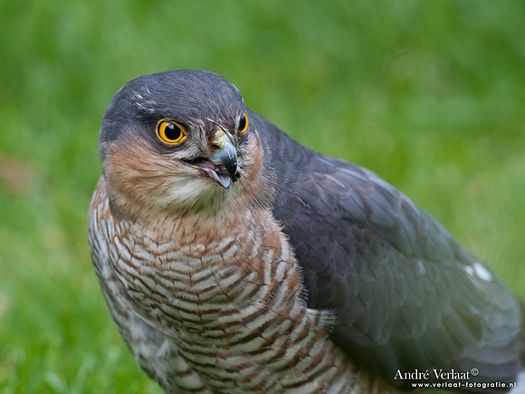 Sperwer / Sparrowhawk - Wognum