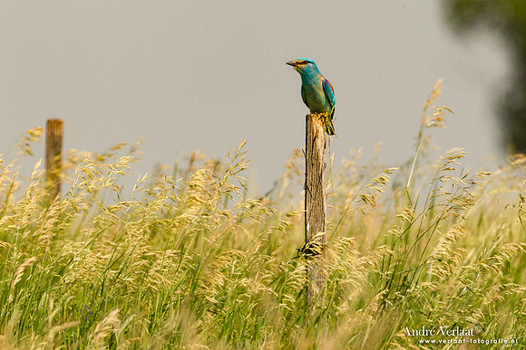 Scharrelaar / European Roller - Tiszagyenda