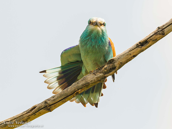 Scharrelaar / European Roller - Tiszagyenda