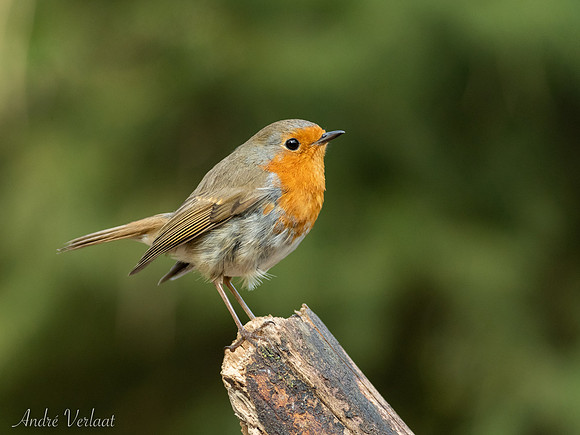 Roodborst / Robin - Oss