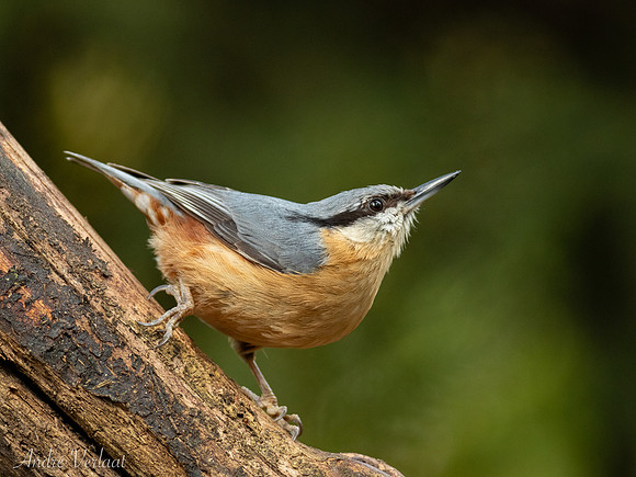 Boomklever / Nuthatch - Oss