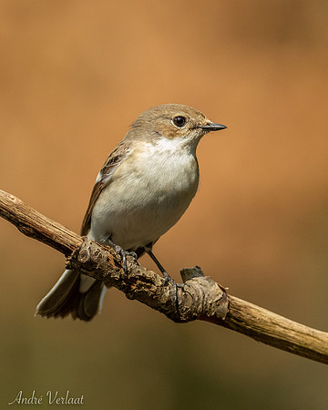 Bonte Vliegenvanger / Pied Flycatcher - Oss