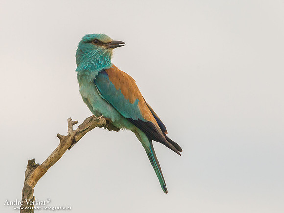 Scharrelaar / European Roller - Tiszagyenda