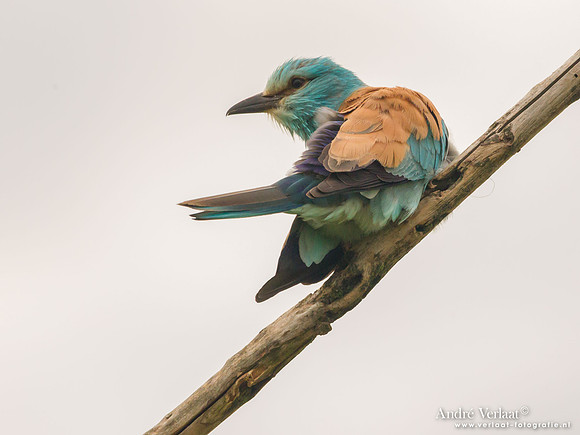 Scharrelaar / European Roller - Tiszagyenda