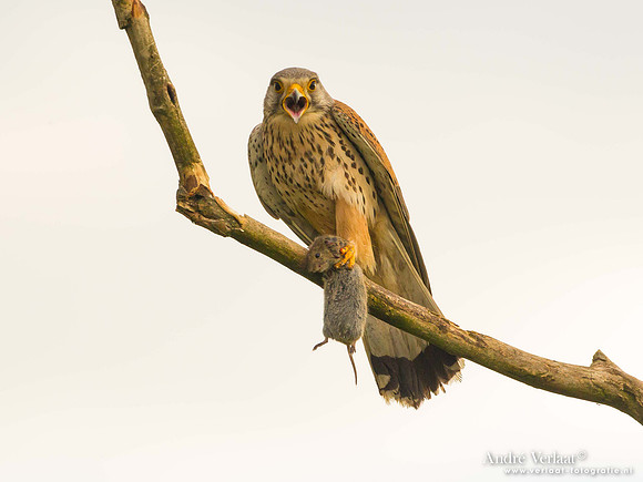 Torenvalk / Kestrel - Tiszagyenda