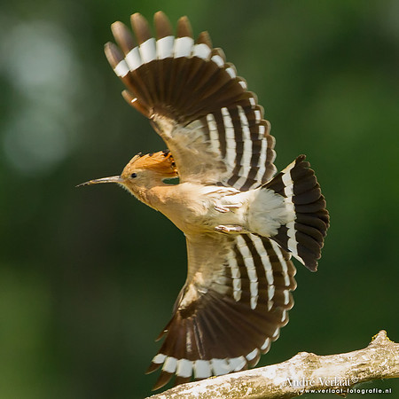 Hop / Hoopoe- Tiszagyenda