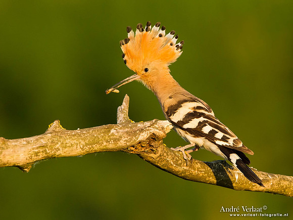 Hop / Hoopoe- Tiszagyenda