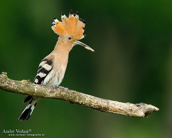 Hop / Hoopoe- Tiszagyenda