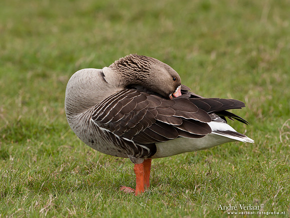 Grauwe Gans / Greylag Goose - Schardam
