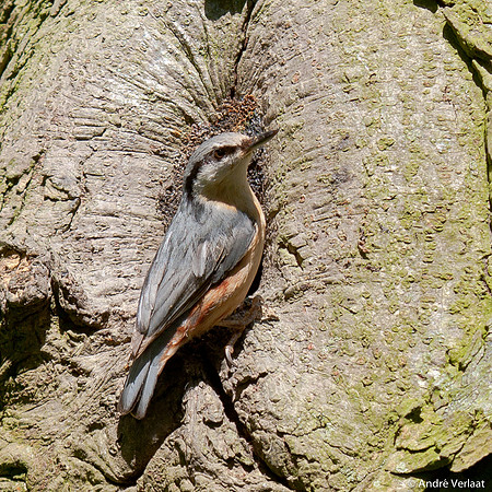 Boomklever / Nuthatch - Stevensbeek