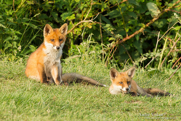 Vos / Red Fox - Zoetermeer