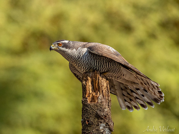 Havik / Northern Goshawk - Oss
