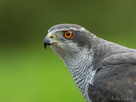 Havik / Northern Goshawk - Oss