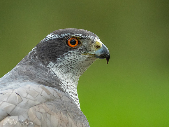 Havik / Northern Goshawk - Oss