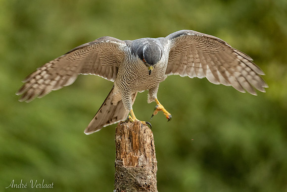 Havik / Northern Goshawk - Oss