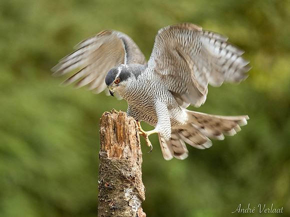 Havik / Northern Goshawk - Oss