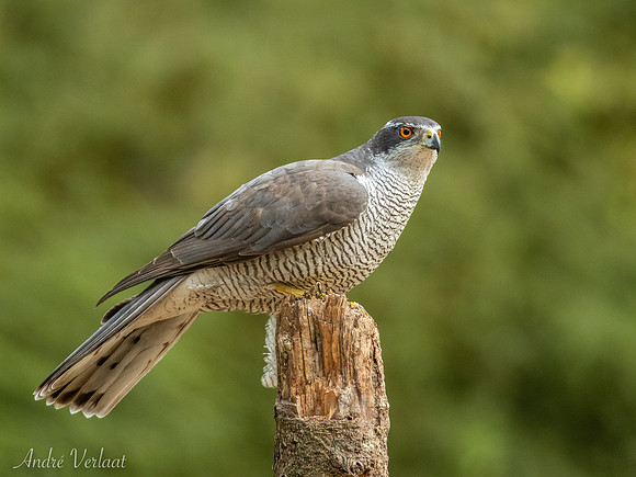 Havik / Northern Goshawk - Oss