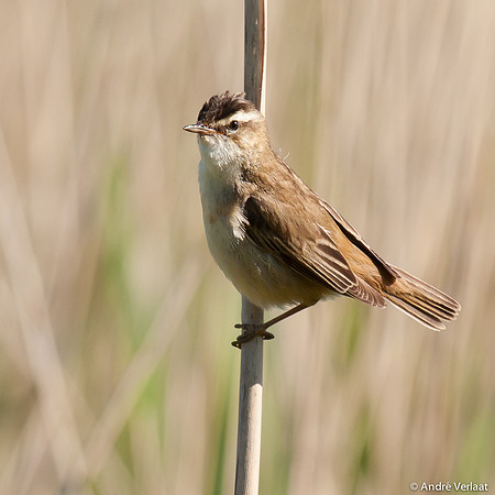 Rietzanger / Sedge Warbler - Egboetswater