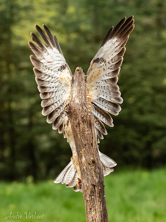 Buizerd / Buzzard - Oss