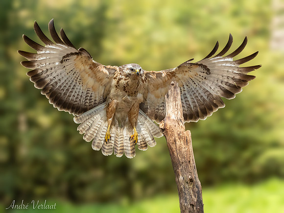 Buizerd / Buzzard - Oss